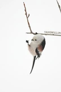 Ái Tình Khó Buông